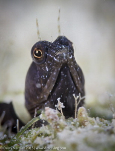 "Smile"
A Sailfin Blenny showing its teeth. by Dusty Norman 